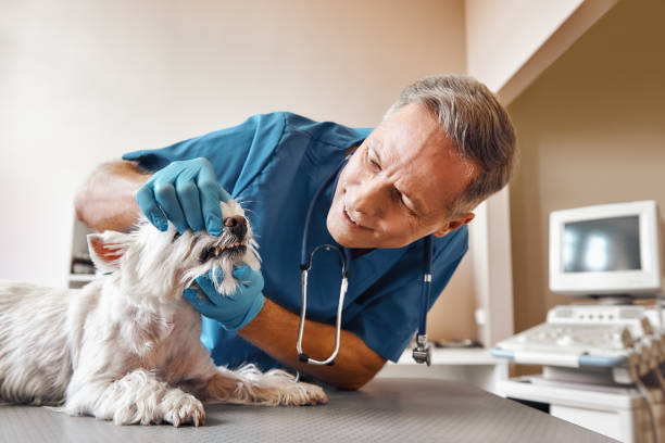 Best Emergency Treatment for Dental Infections or Abscesses in Greenbrier, TN